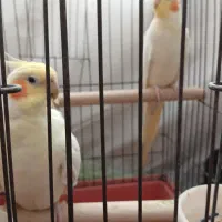 عروس هلندی  نروماده معاوضه با قناری انجام میدم