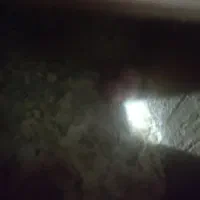 جفت عروس هلندی با پنج عدد جوجه ۱۲ روزه|پرنده|رشت, جانبازان|دیوار