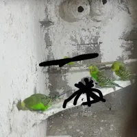 سه عدد مرغ عشق