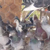 50 عدد کفتر پرشی ضد و خوردی