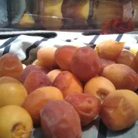 پاجوش نخل / نهال نخل|گل و گیاه طبیعی|رودان, |دیوار