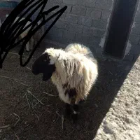 گوراند لتکی