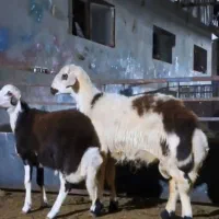 بره قوچ|حیوانات مزرعه|تربت جام, جلگه موسی آباد|دیوار