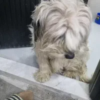 شیتزو|سگ|مشهد, احمدآباد|دیوار