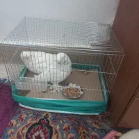 کبوتر لانگ فیس