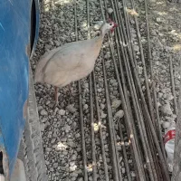 مرغ‌شاخدار