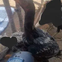 یک عددجوجه لاری اصل|حیوانات مزرعه|اهر, |دیوار