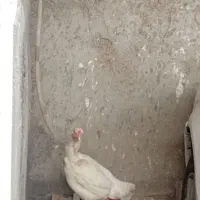 لاری|حیوانات مزرعه|گنبد کاووس, |دیوار