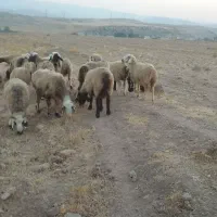 میش داشتی