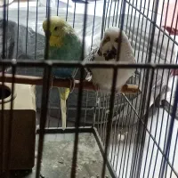 مرغ عشق انگلیسی