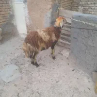 بره قوچ شیشک میش و بره