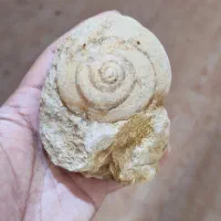 فسیل حلزون قدمت بالا
