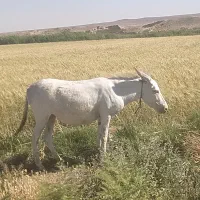 فروش حیوانات مزرع