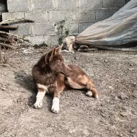 سگ آلابای|سگ|رشت, لاکان|دیوار