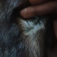 پالتو ...طبیعی|لباس|مینودشت, |دیوار