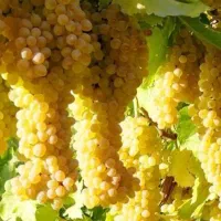 نهال های شش ساله انواع انگور های ایستاده داربستی|خدمات باغبانی و درختکاری|اصفهان, باغ نگاره|دیوار