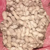 بادام زمینی خشک و تو پر ۱۰ کیلو