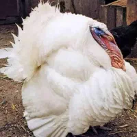 بوقلمون بیوتی ۶|حیوانات مزرعه|اصفهان, ارغوانیه|دیوار