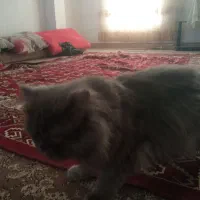 گربه پرشین نر و ماده|گربه|شیروان (خراسان), |دیوار