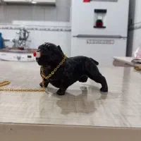 پیت پول داشبورد