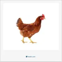 فروش مرغ تخم گذار