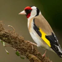 سهره مست|پرنده|بانه, |دیوار