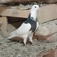 جوجه کبوتر