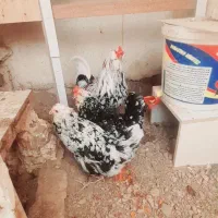مرغ و خروس گلین