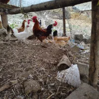 فروش مرغ خروس جوجه گلین و غاز روستایی اصیل|حیوانات مزرعه|بیله سوار, |دیوار
