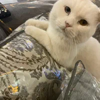 گربه اسکاتیش خالص چشم تا به تا