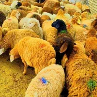 بره جوان دام پاک ۱۰۰٪سالم پرگوشت گوسفند زنده