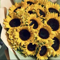 حراج ویژه انواع گل و گیاه آپارتمانی کف قیمت بازار