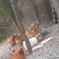 تخم مرغ برهما|حیوانات مزرعه|گرگان, |دیوار