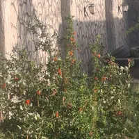 فروش باغ|فروش خانه و ویلا|اصفهان, براآن شمالی|دیوار
