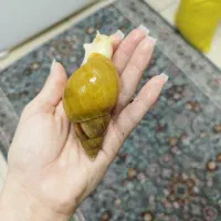 حلزون پرورشی نژاد آچاتینا مولد و سوپر مولد