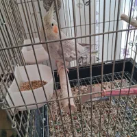 عروس هلندی نر