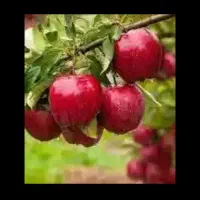 راهنمایی سیب چین