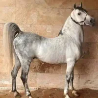 کره نر ۲ ساله از آرشاکره