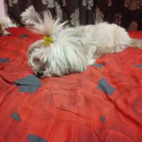 واگذار شیتزو کراس|سگ|گرگان, |دیوار