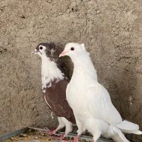 کبوتر دمگیر|پرنده|برخوار, |دیوار