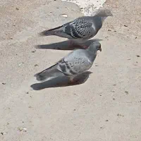 جوجه پلاک