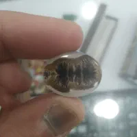 عقیق شجر خاص و کلکسیونی