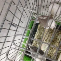 یک جفت عروس هلندی مولد|پرنده|محمدشهر, سیدآباد|دیوار