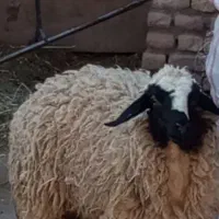 میش بره دوقلو زا با یک بره نر