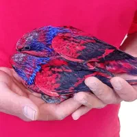 لوری نرو ماده