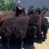 7راس میش بره دار