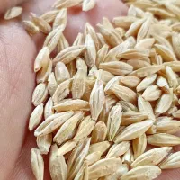 کاه برنج فروشی تمیز