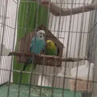 مرغ عشق مولد|پرنده|بروجرد, |دیوار