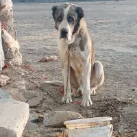 واگزاری سگ|سگ|اسدآباد, |دیوار