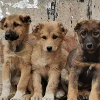 توله سگ سرابی اصل|سگ|کرمان, |دیوار